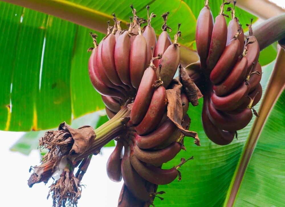 10-red-banana-health-benefits-you-wouldn-t-know-about